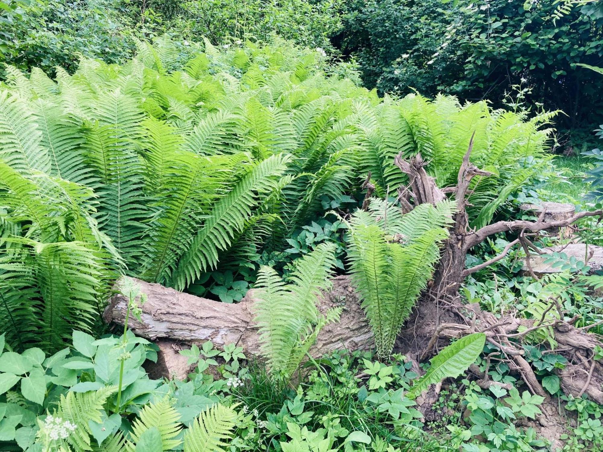 Ferienhaus Urwald ホーフガイスマル エクステリア 写真